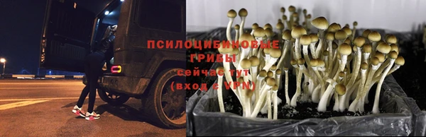 прущие грибы Белокуриха
